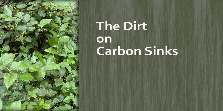 The Dirt on Carbon Sinks